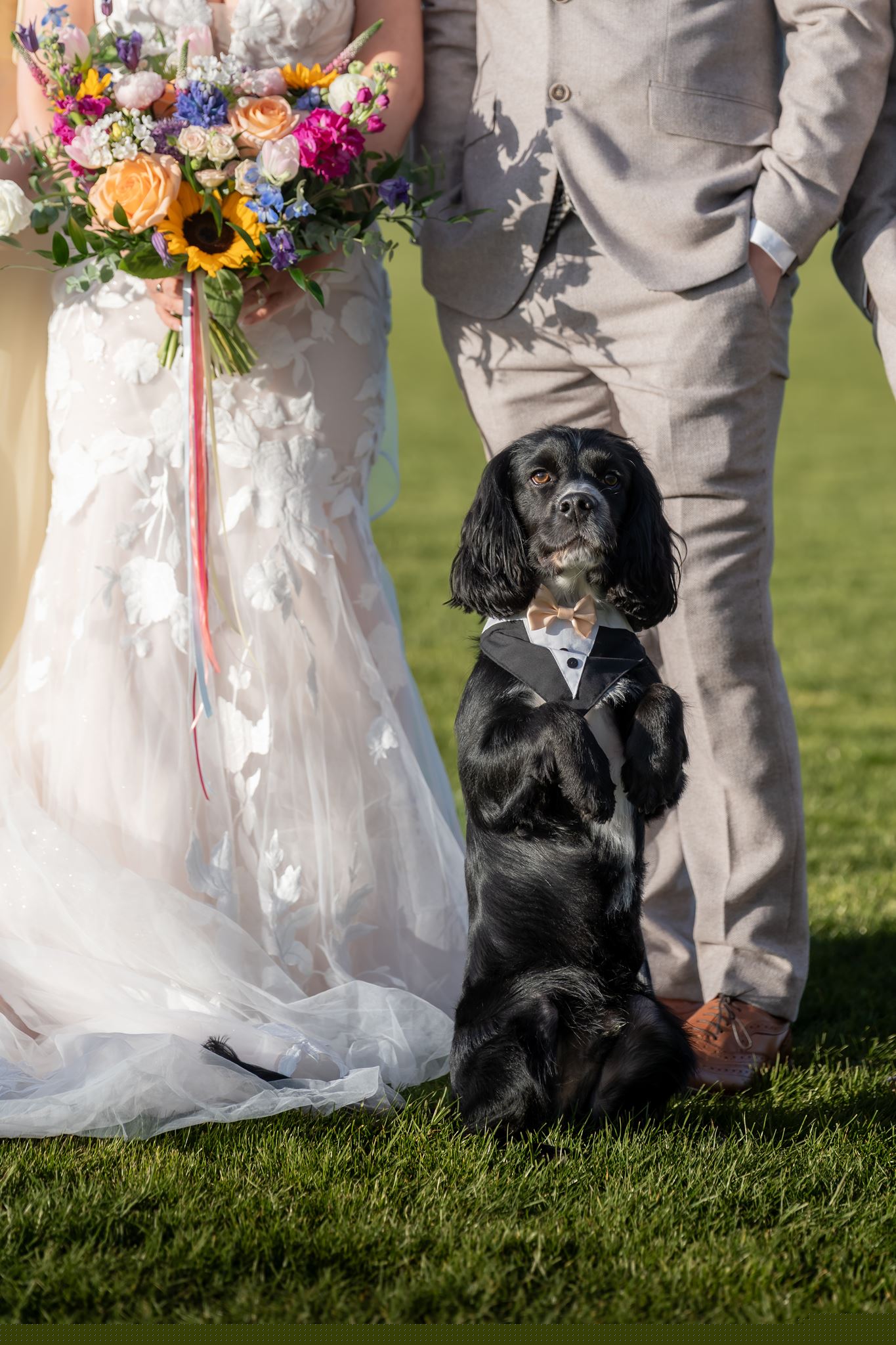 Wedding dog wearing a tiny tuxedo beside the couple